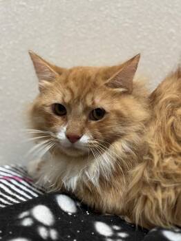 Domestic Long Hair and Tabby Cats Available for Adoption - Tigger | PetCurious
