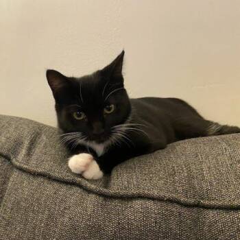 Rescue Domestic Short Hair Cats for Adoption in Evanston, Illinois - Elizabeth Swann | PetCurious