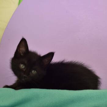 Alan Turing -  Domestic Short Hair Cat for Adoption in Portland, Oregon - Alan Turing | PetCurious