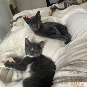 Rescue Domestic Short Hair Cats for Adoption in Evanston, Illinois - Eisenhower And Stevenson | PetCurious