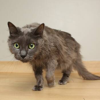 Rescue Domestic Long Hair Cats for Adoption in Minnetonka, Minnesota - Mika C63808 | PetCurious