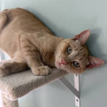 Rescue Domestic Short Hair Cats for Adoption in Freeport, Florida - Brave | PetCurious