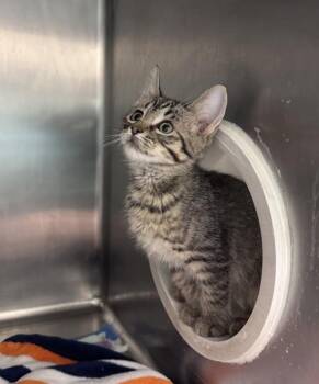 Strawberry Frosted -  Domestic Short Hair Cat for Adoption in Santa Rosa, California - Strawberry Frosted | PetCurious