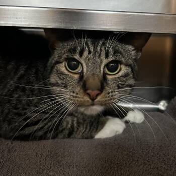 Domestic Short Hair Cats Available for Adoption in Bristol, Indiana - Migo | PetCurious