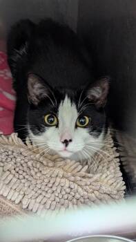 Kairi -  Domestic Medium Hair Cat for Adoption in Mobile, Alabama - Kairi | PetCurious