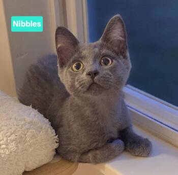 Nibbles (siblings are Squeak, Mouse & Scamper) -  Domestic Short Hair Cat for Adoption in Brighton, Michigan - Nibbles (siblings Are Squeak, Mouse & Scamper) | PetCurious