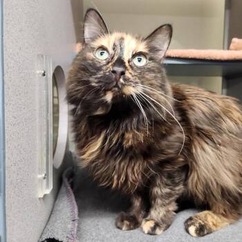Violet -  Domestic Medium Hair Cat for Adoption in Colorado Springs, Colorado - Violet | PetCurious