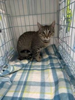 Goose -  Domestic Short Hair Cat for Adoption in Gainesville, Florida - Goose | PetCurious