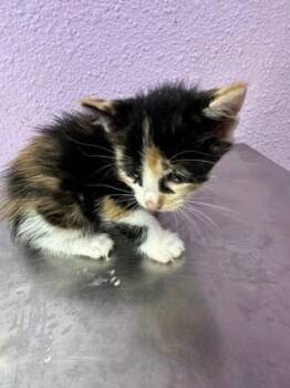 61363025 -  Domestic Short Hair Cat for Adoption in El Paso, Texas - 61363025 | PetCurious