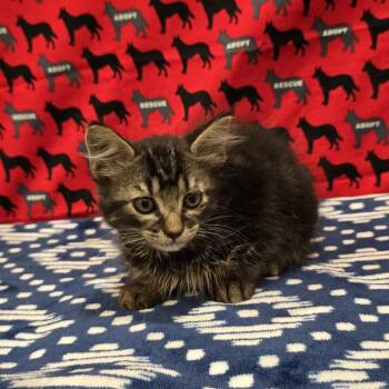 Pamela -  Domestic Long Hair Cat for Adoption in Washburn, Missouri - Pamela | PetCurious