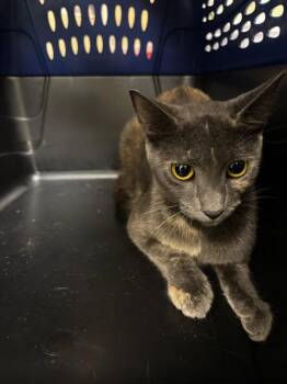 LILLY -  Domestic Short Hair Cat for Adoption in Fort Myers, Florida - LILLY | PetCurious
