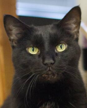 Rescue Domestic Short Hair Cats for Adoption in Grayslake, Illinois - Pyewacket | PetCurious