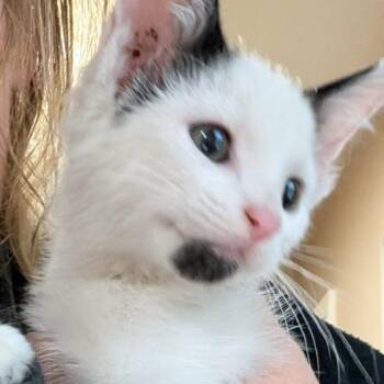 Pineapple Armbrust -  Domestic Short Hair Cat for Adoption in Eagle Mountain, Utah - Pineapple Armbrust | PetCurious