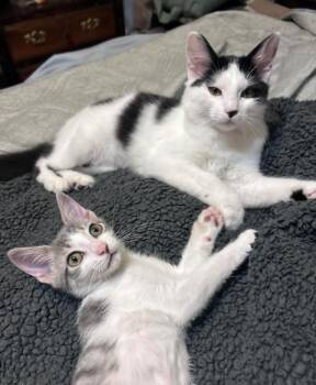Seagull and Dove -  American Shorthair Cat for Adoption in Gulfport, Mississippi - Seagull And Dove | PetCurious