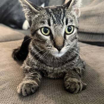 Rescue Domestic Short Hair Cats for Adoption in Santa Ana, California - Asriel | PetCurious