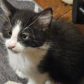 Cedar -  Domestic Short Hair Cat for Adoption in Los Angeles, California - Cedar | PetCurious