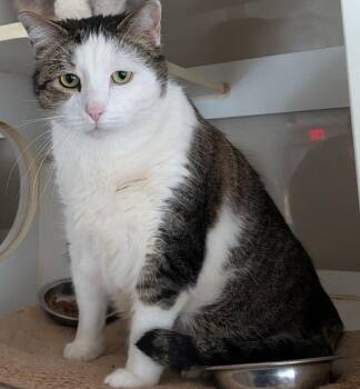Domestic Short Hair Cats Available for Adoption in Mansfield, Connecticut - Patrick | PetCurious