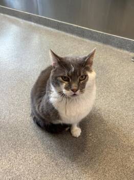Domestic Short Hair Cats Available for Adoption in Sidney, Ohio - Macho | PetCurious