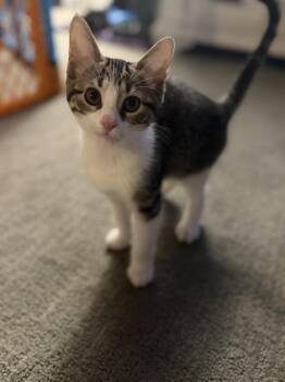 Nacho Fries -  Domestic Short Hair Cat for Adoption in Wheaton, Illinois - Nacho Fries | PetCurious