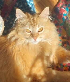 Ophelia -  Domestic Long Hair and Domestic Short Hair Cat for Adoption in Divide, Colorado - Ophelia | PetCurious