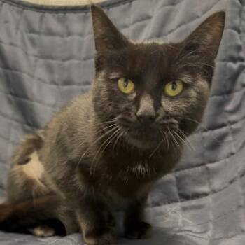 Domestic Short Hair Cats Available for Adoption in Janesville, Wisconsin - Sandy | PetCurious