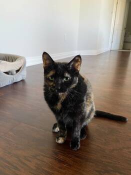 Rescue Domestic Short Hair and Tortoiseshell Cats for Adoption in Walled Lake, Michigan - Jinxie | PetCurious