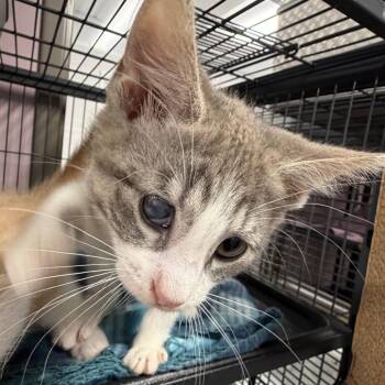 Club -  Domestic Short Hair Cat for Adoption in Binghamton, New York - Club | PetCurious