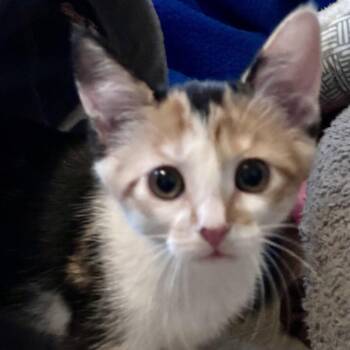 Sophie -  Domestic Short Hair Cat for Adoption in Lewisville, Texas - Sophie | PetCurious