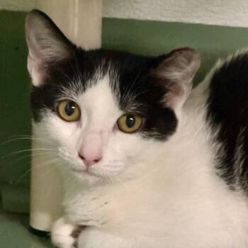 Poppet -  Domestic Short Hair Cat for Adoption in Decatur, Georgia - Poppet | PetCurious