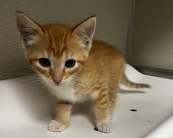 Domestic Short Hair Cats Available for Adoption in Tracy, California - JAZMIN | PetCurious
