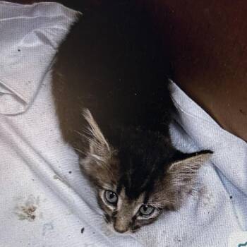Virgo -  Domestic Short Hair Cat for Adoption in Lynchburg, Virginia - Virgo | PetCurious