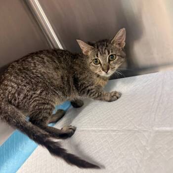 Medusa -  Domestic Short Hair Cat for Adoption in Buffalo, Minnesota - Medusa | PetCurious