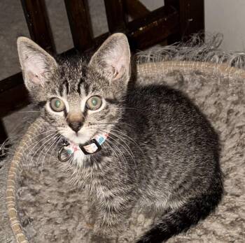 Sheldon -  Domestic Short Hair Cat for Adoption in Houghton Lake, Michigan - Sheldon | PetCurious