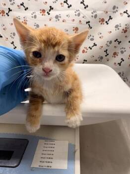 MO -  Domestic Short Hair Cat for Adoption in Riverside, California - MO | PetCurious