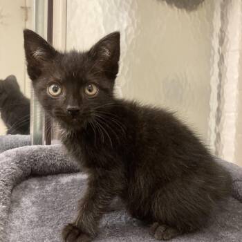 Rescue Domestic Short Hair Cats for Adoption in Wilmington, Delaware - Flounder | PetCurious