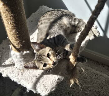 Rescue Domestic Short Hair Cats for Adoption in Reston, Virginia - Ritz | PetCurious