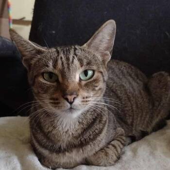 Rescue Domestic Short Hair Cats for Adoption in Terrebonne, Quebec - Jasmine | PetCurious