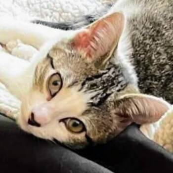 Rescue Domestic Short Hair Cats for Adoption in Woodstock, Illinois - Daisy (& Boo) | PetCurious