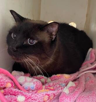 Hope -  Siamese Cat for Adoption in Fort Worth, Texas - Hope | PetCurious