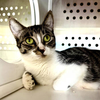 Rescue Domestic Short Hair Cats for Adoption in Houston, Texas - Betsy | PetCurious