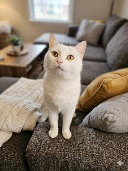 Domestic Short Hair Cats Available for Adoption in Trenton, New Jersey - May Blossom | PetCurious