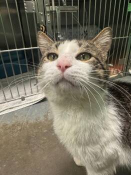 Domestic Short Hair Cats Available for Adoption in Olean, New York - Blue Moon | PetCurious
