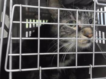 PARKER -  Domestic Short Hair Cat for Adoption in Omaha, Nebraska - PARKER | PetCurious