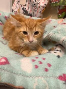 Carl -  Tabby and Maine Coon Cat for Adoption in Parlier, California - Carl | PetCurious