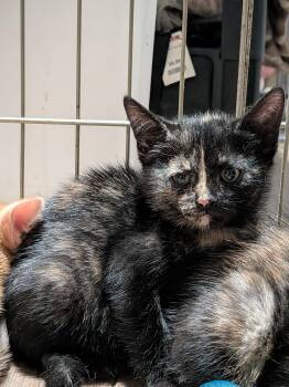 Waverly -  Domestic Medium Hair Cat for Adoption in Montclair, New Jersey - Waverly | PetCurious