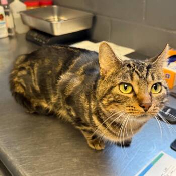 TUSC-Stray-84917 -  Domestic Short Hair Cat for Adoption in Tuscaloosa, Alabama - TUSC-Stray-84917 | PetCurious
