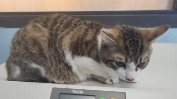 Domestic Short Hair Cats Available for Adoption in Lawrenceville, Georgia - Nf 7 | PetCurious