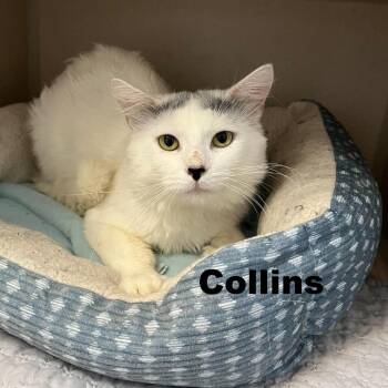 Collins 260628 -  Domestic Medium Hair Cat for Adoption in Gladstone, Michigan - Collins 260628 | PetCurious
