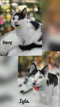 Domestic Short Hair Cats Available for Adoption in Chilliwack, British Columbia - Nevy & Lyla  | PetCurious