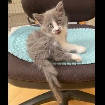 Domestic Medium Hair Cats Available for Adoption in Prescott, Arizona - Joey | PetCurious